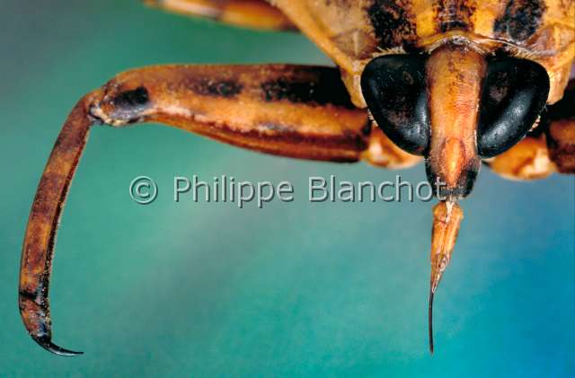 Lethocerus sp.JPG - in "Portraits d'insectes" ed. SeuilLethocerus sp.LethocereElectric light bugHemipteraBelostomatidaeBelize